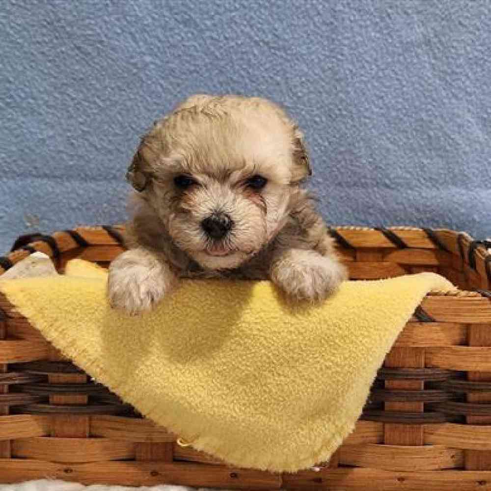 Male Maltipoo Puppy for sale
