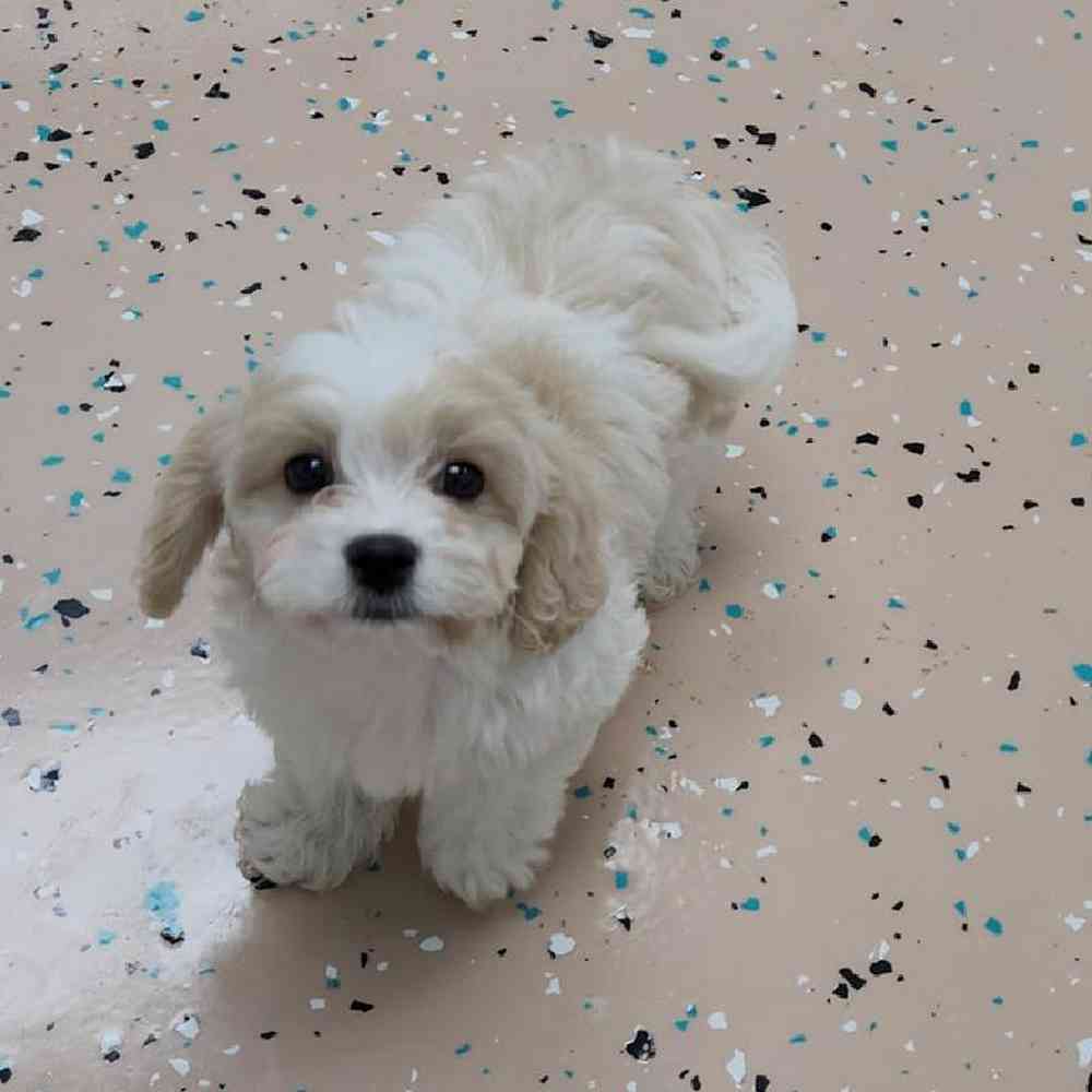 Male Cavachon Puppy for Sale in Virginia Beach, VA