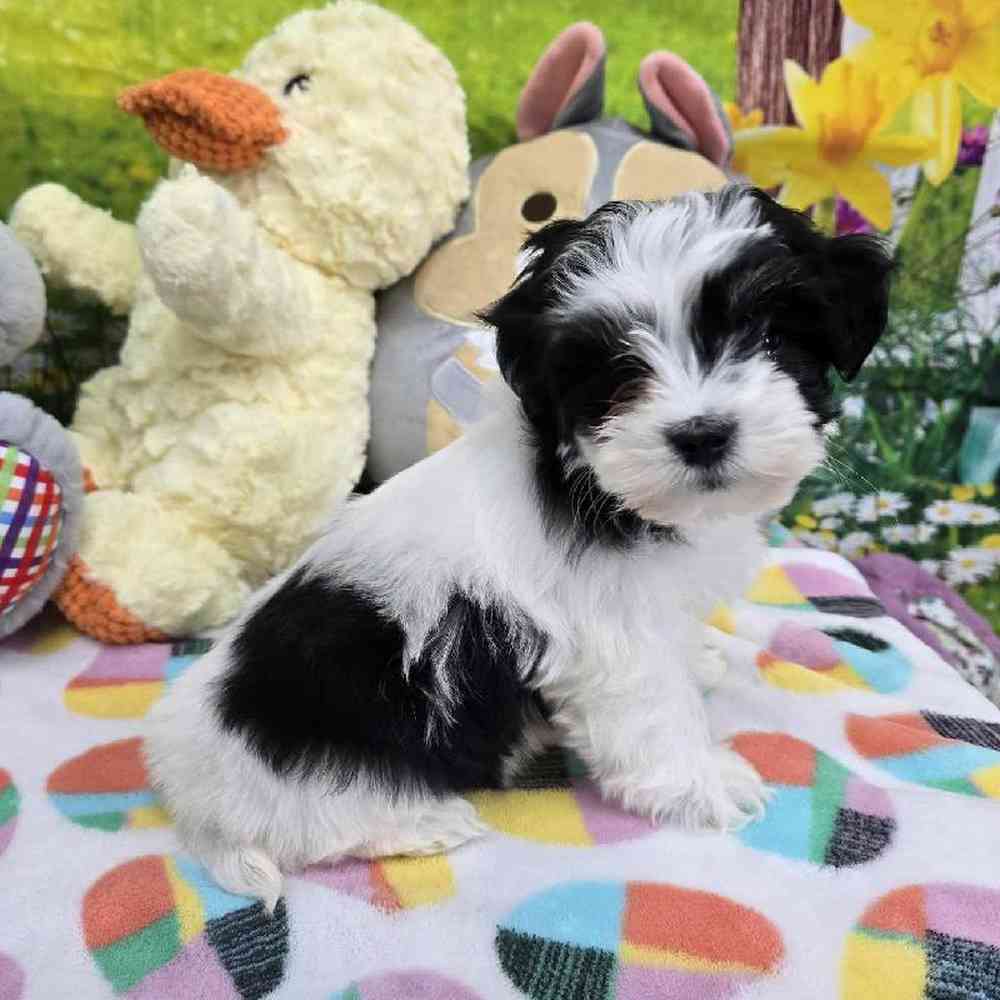 Female Coton De Tulear Puppy for Sale in Virginia Beach, VA