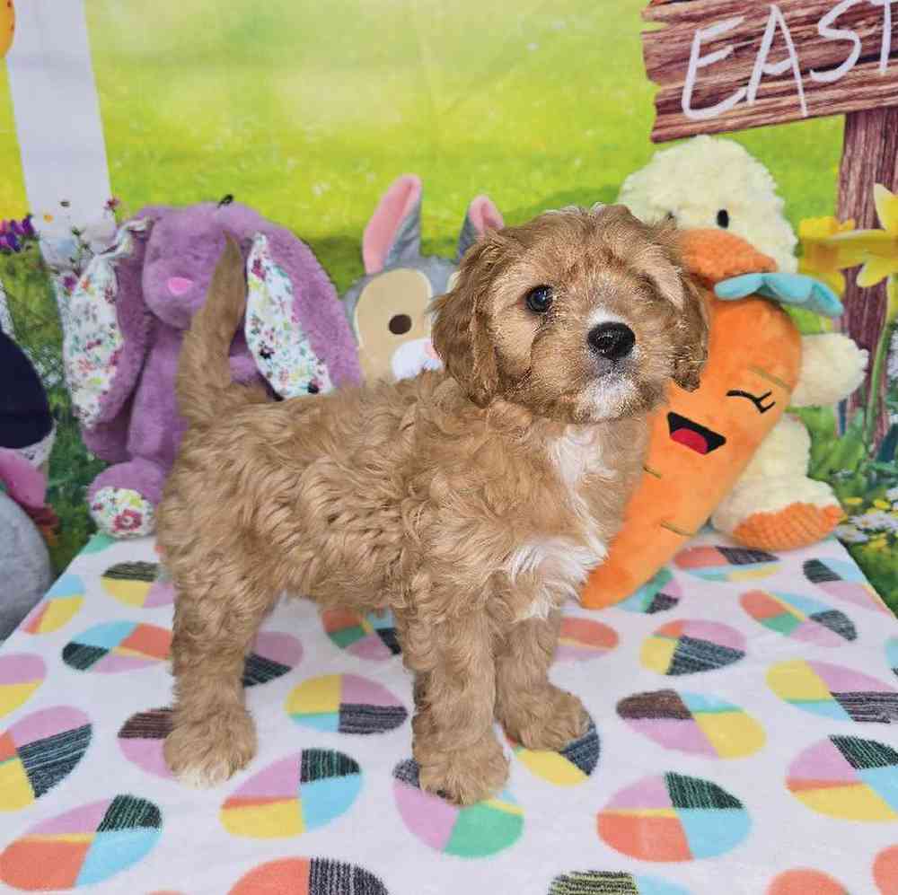 Female Cavapoo Puppy for Sale in Virginia Beach, VA