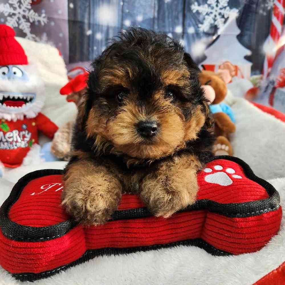 Male Yorkie-Poo Puppy for Sale in Virginia Beach, VA