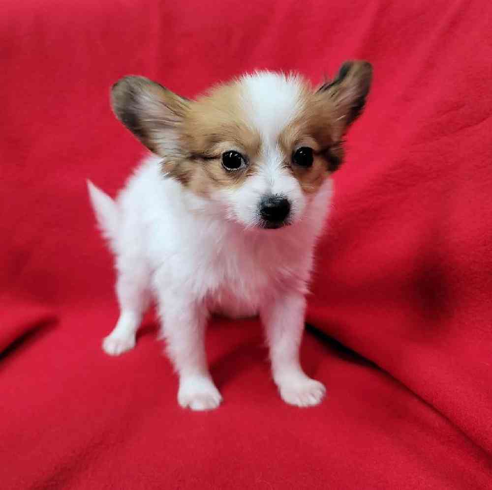 Male Papillon Puppy for Sale in Virginia Beach, VA