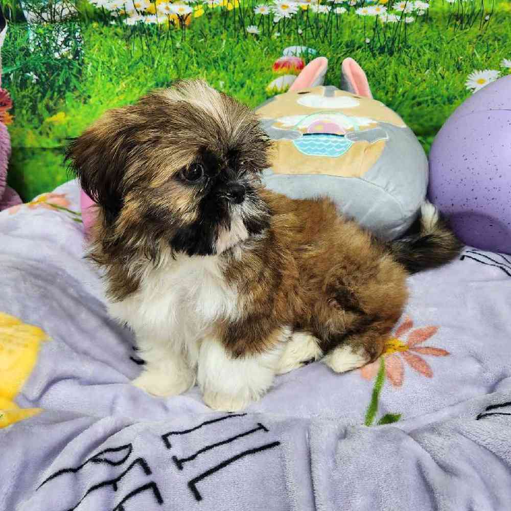 Male Shih Tzu Puppy for Sale in Virginia Beach, VA