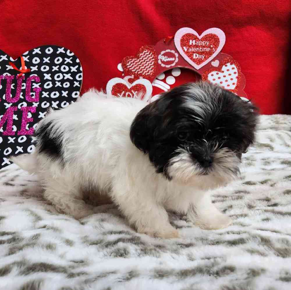 Male Shih Tzu Puppy for Sale in Virginia Beach, VA