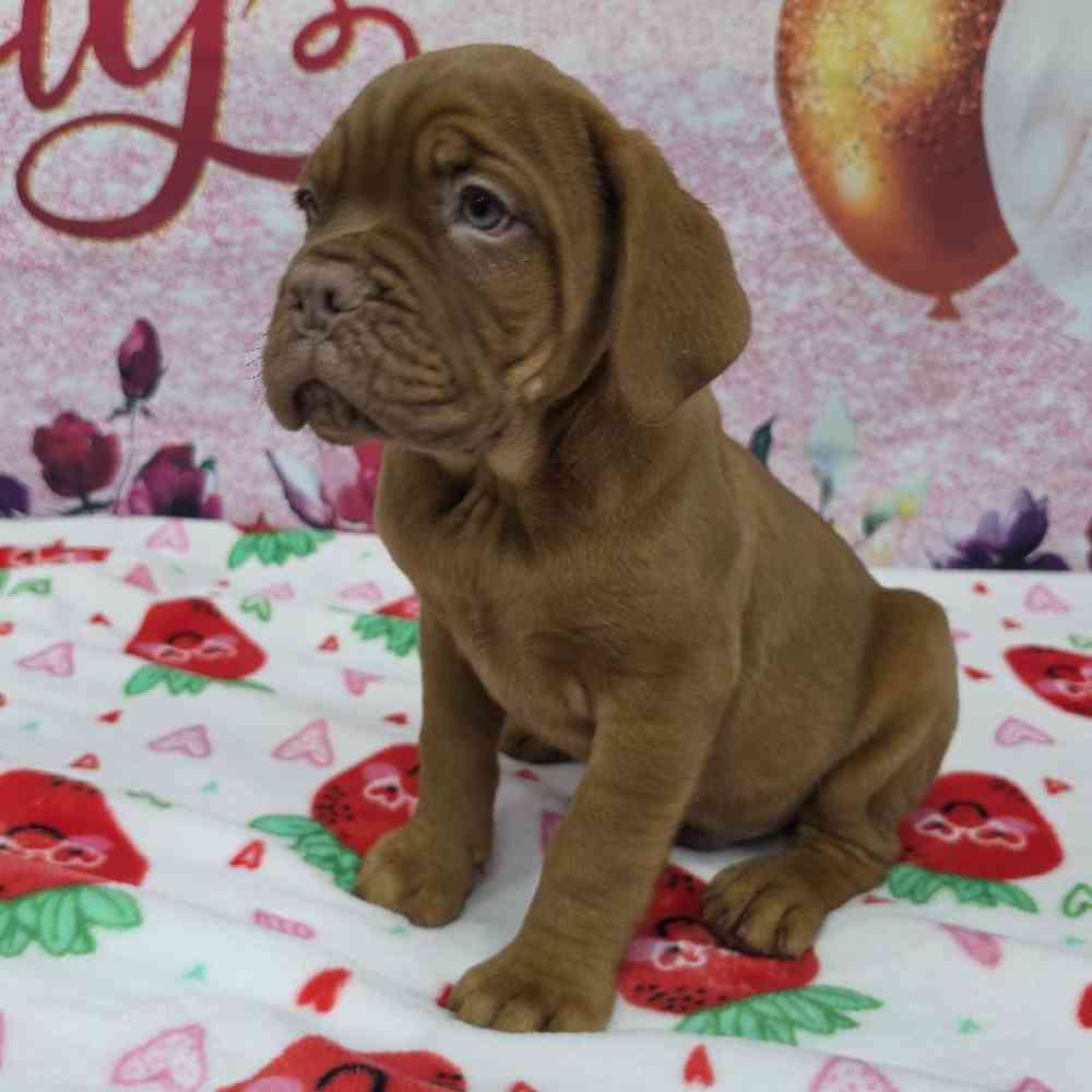 Male Dogue De Bordeaux Puppy for Sale in Virginia Beach, VA