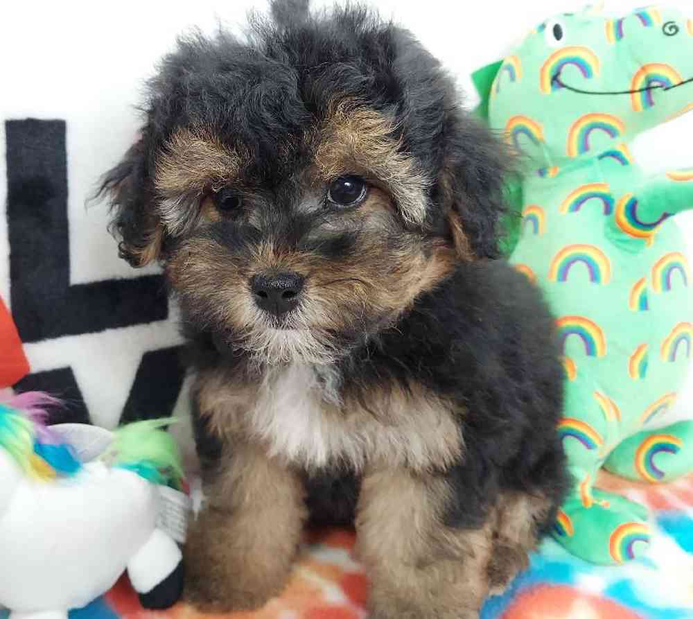 Female Morkiepoo Puppy for sale