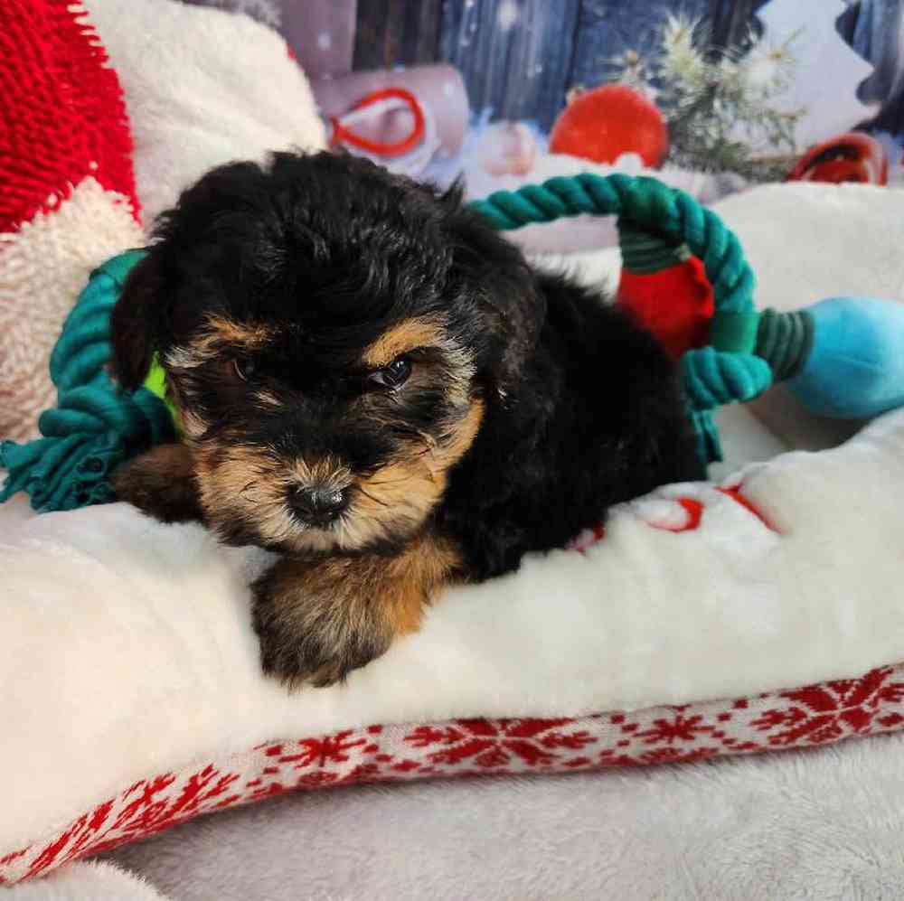 Female Morkie Puppy for Sale in Virginia Beach, VA