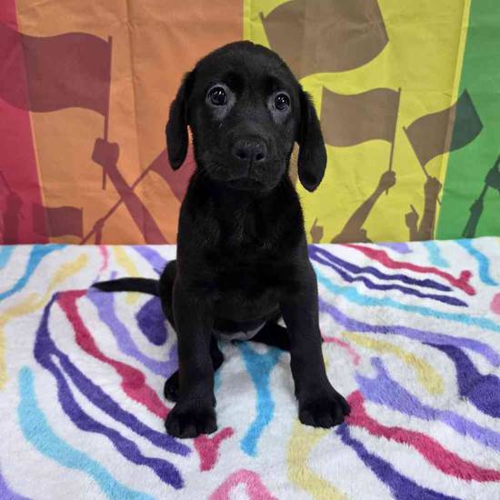 Labrador Retriever