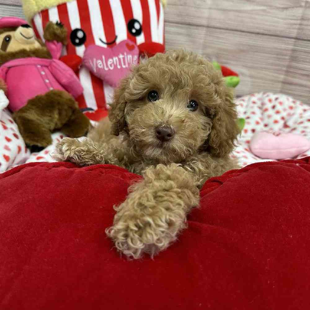 Male Maltipoo Puppy for Sale in Virginia Beach, VA