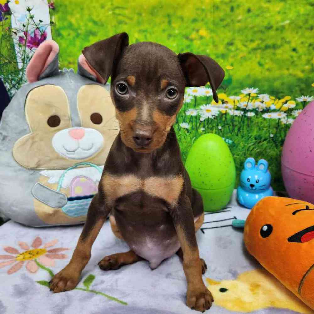 Male Min Pin Puppy for Sale in Virginia Beach, VA