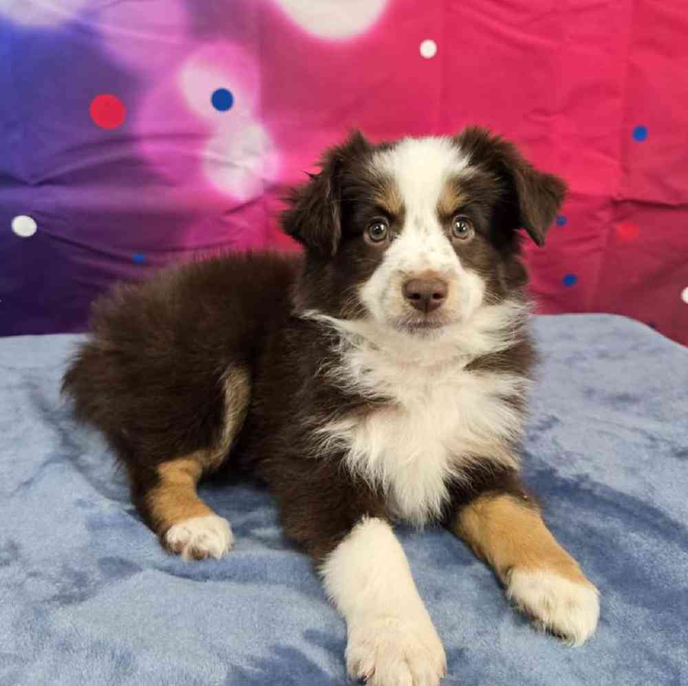 Female Mini Aussie Puppy for Sale in Virginia Beach, VA