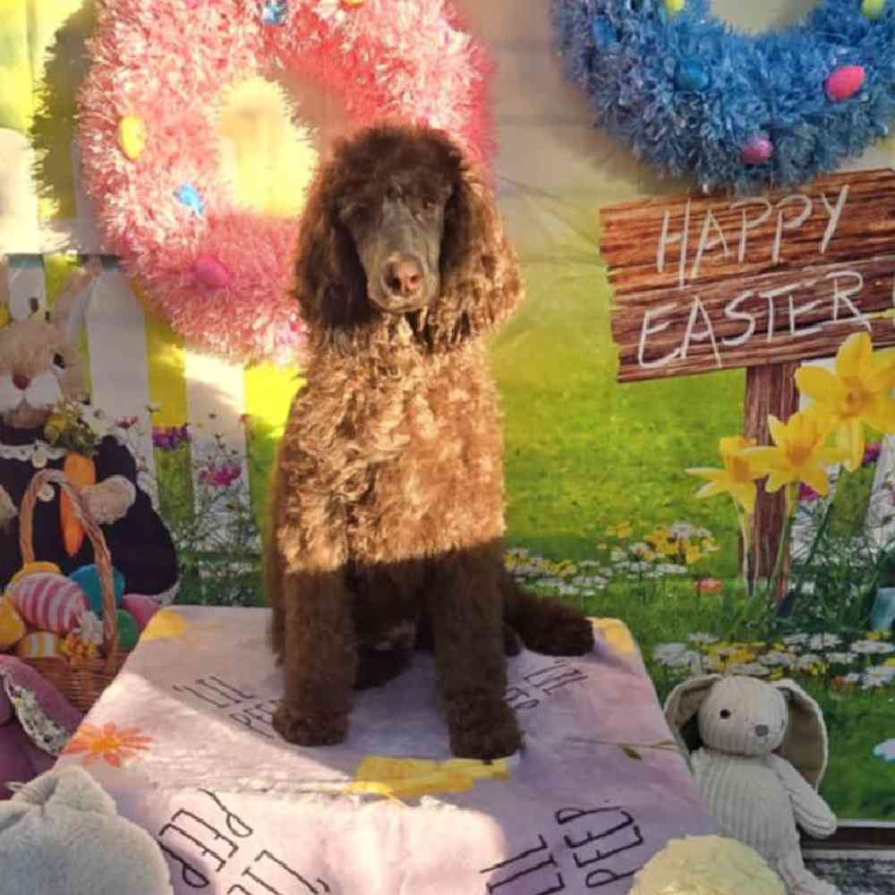 Male Standard Poodle Puppy for Sale in Virginia Beach, VA
