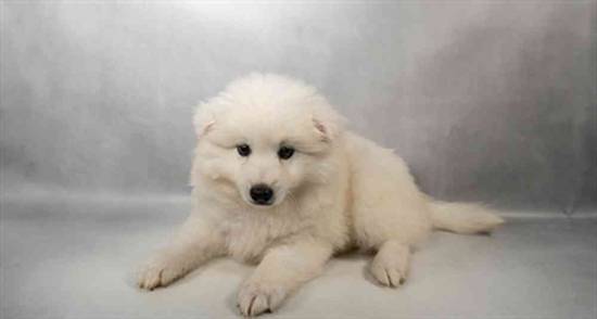American Eskimo