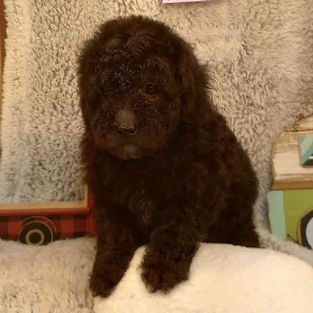 Male Mini Poodle Puppy for Sale in Virginia Beach, VA