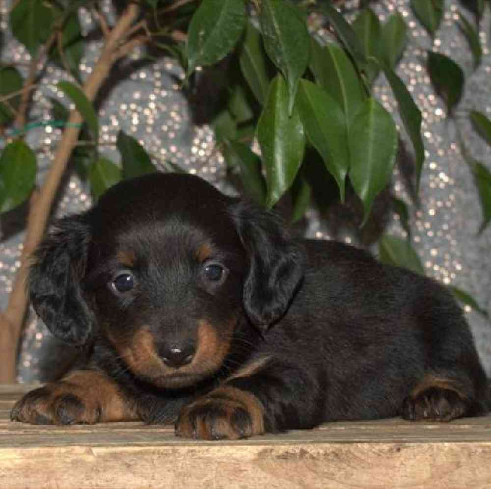 Female Dachshund Puppy for Sale in Virginia Beach, VA