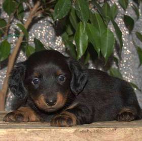 Dachshund