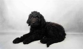 Goldendoodle