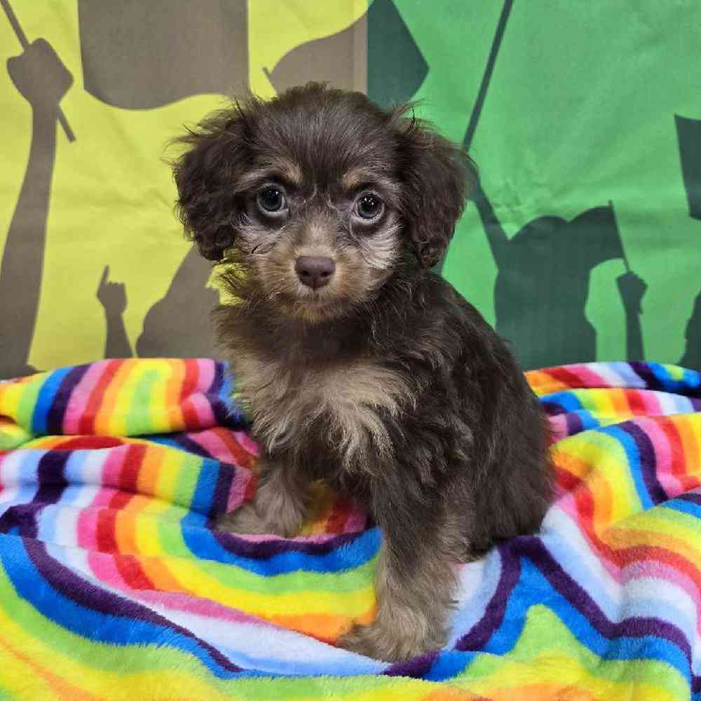 Female Cockapoo Puppy for Sale in Virginia Beach, VA