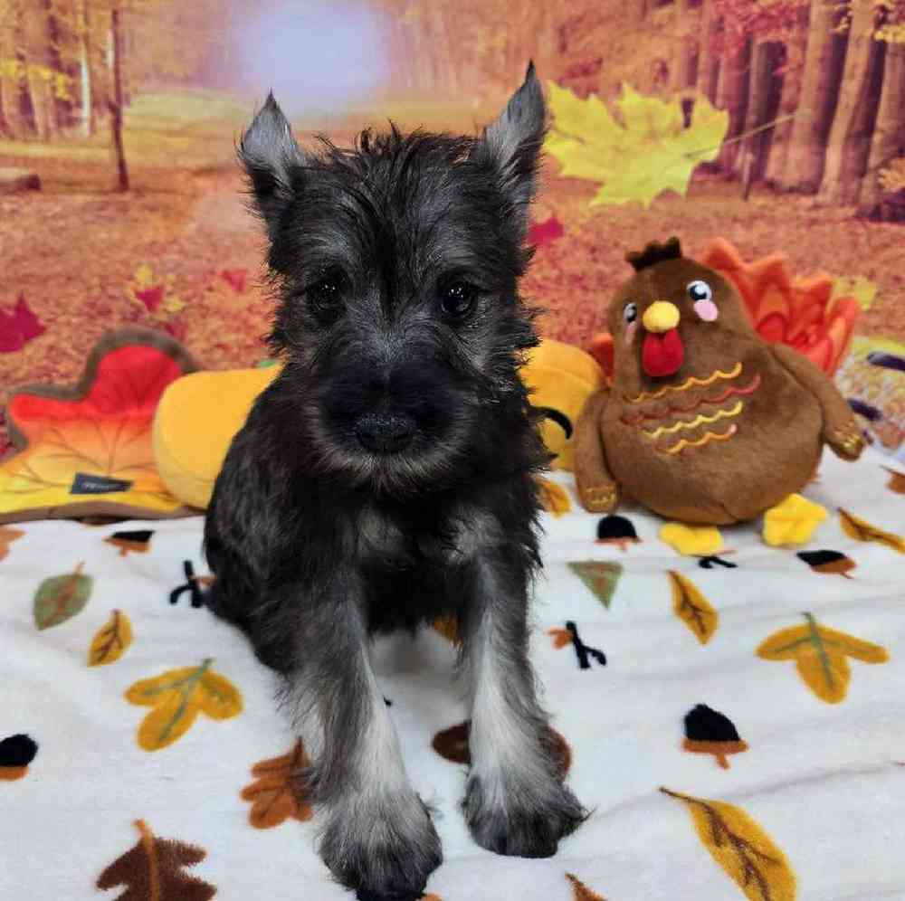 Male Mini Schnauzer Puppy for Sale in Virginia Beach, VA