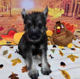Mini Schnauzer