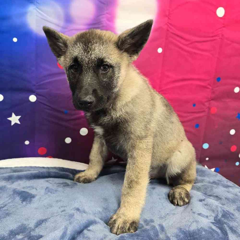 Male Norwegian Elkhound Puppy for Sale in Virginia Beach, VA