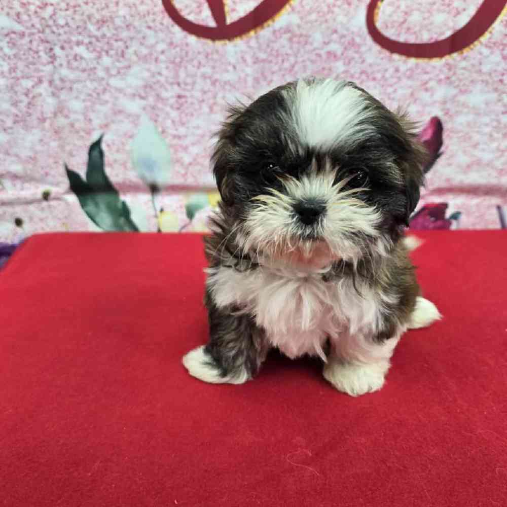 Female Shih Tzu Puppy for Sale in Virginia Beach, VA