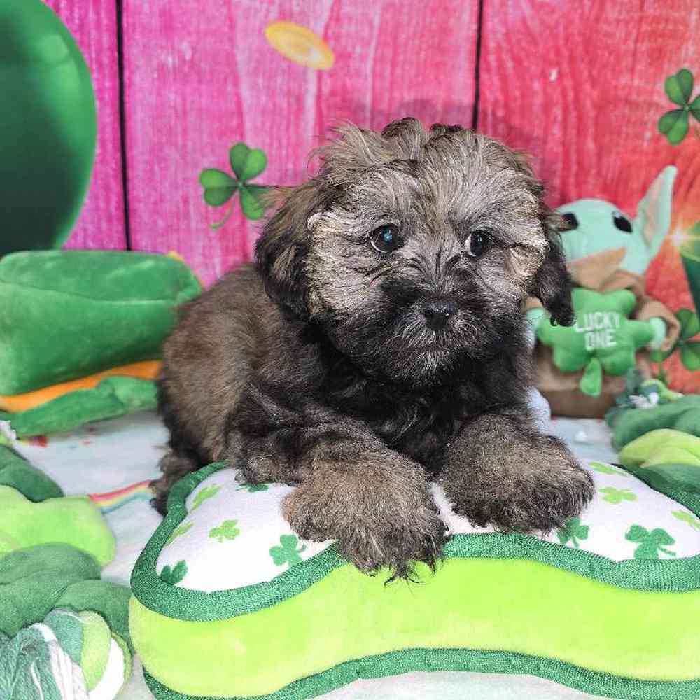 Male Shipoo Puppy for Sale in Virginia Beach, VA