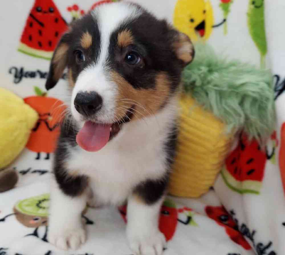 Male Pembroke Welsh Corgi Puppy for sale