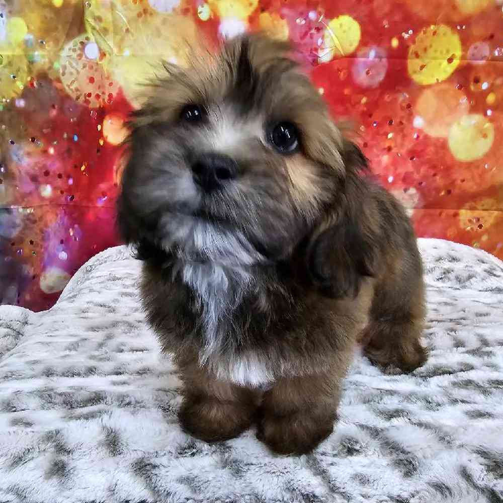 Male La-Chon Puppy for Sale in Virginia Beach, VA