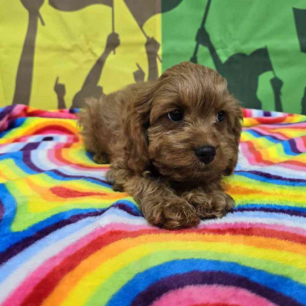Male Cavapoo Puppy for Sale in Virginia Beach, VA