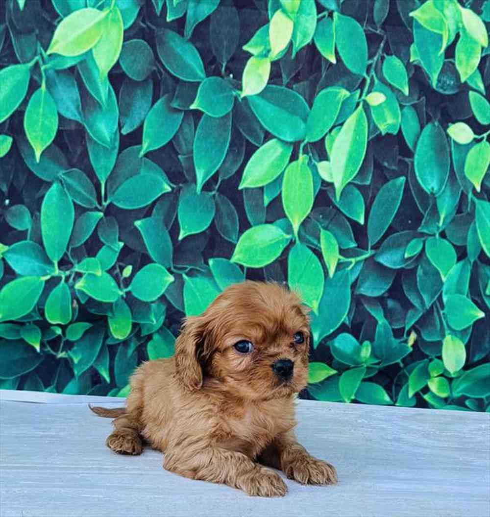 Image of a pet breed in the gallery