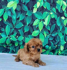Cavalier King Charles Spaniel