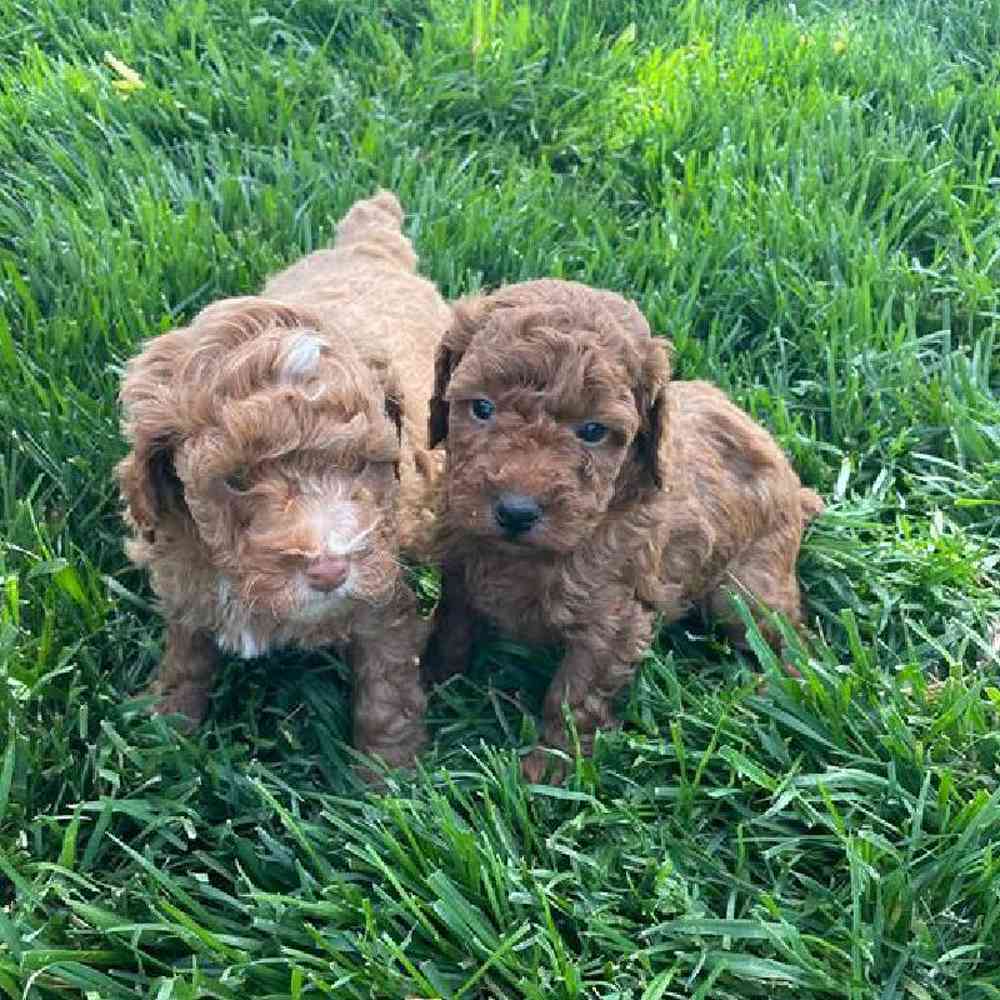 Male Mini Poodle Puppy for Sale in Virginia Beach, VA