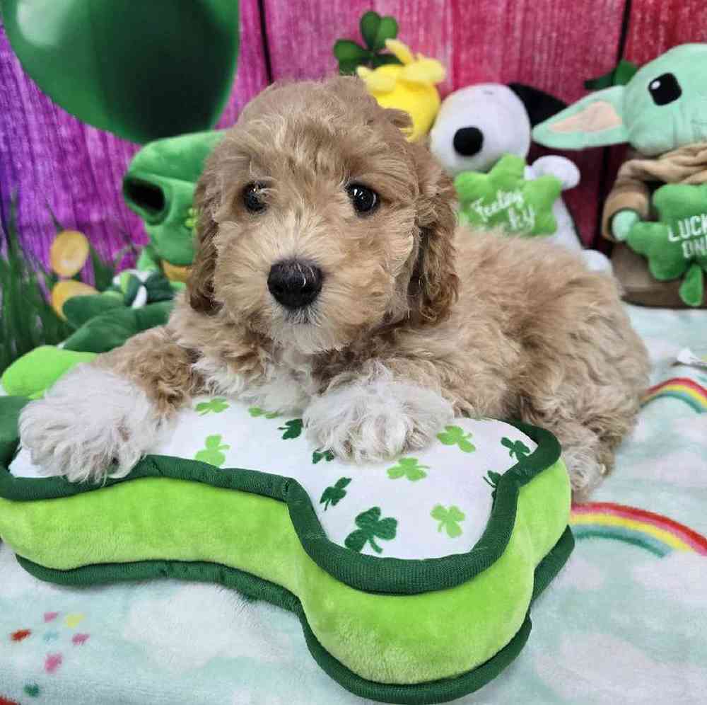Male Bichonpoo Puppy for Sale in Virginia Beach, VA