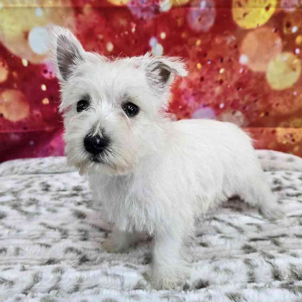 Female West Highland White Terrier Puppy for Sale in Virginia Beach, VA