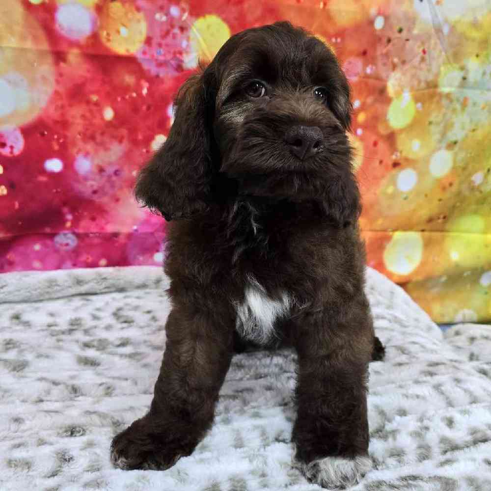Female Cockapoo Puppy for Sale in Virginia Beach, VA
