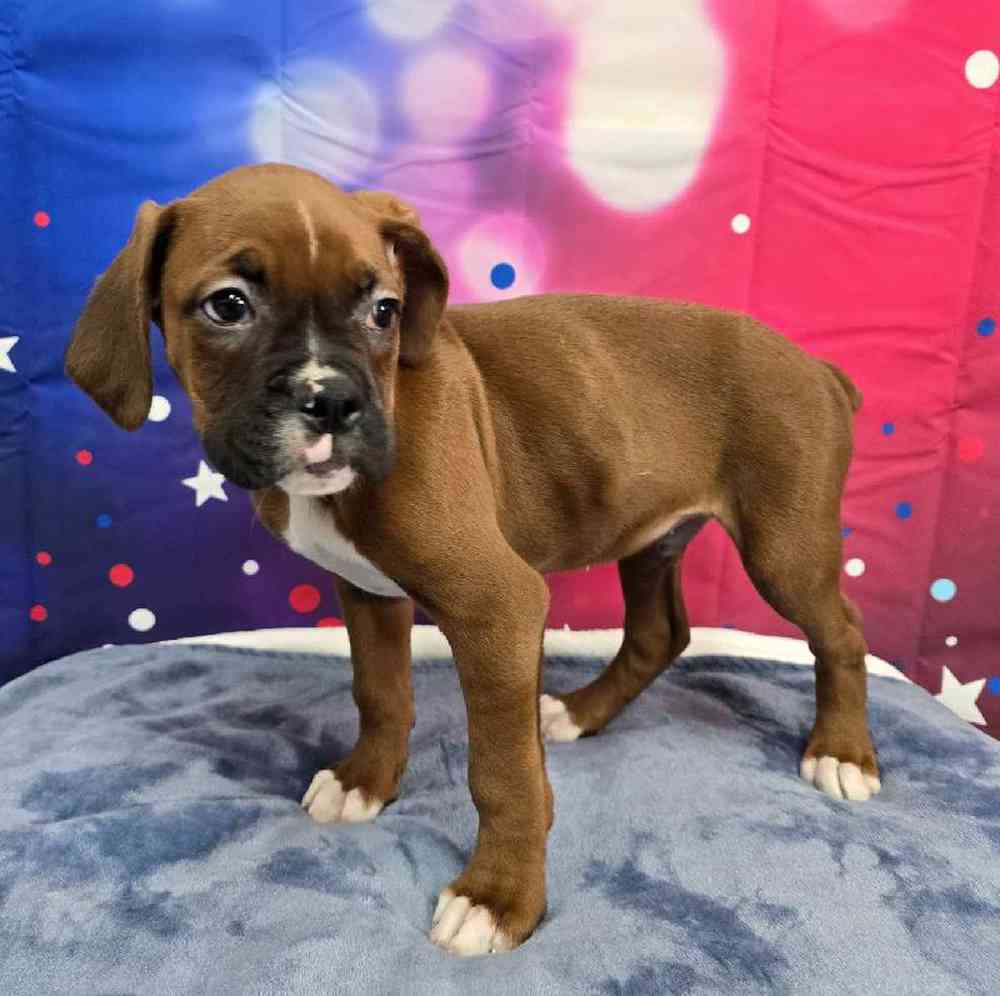 Male Boxer Puppy for Sale in Virginia Beach, VA