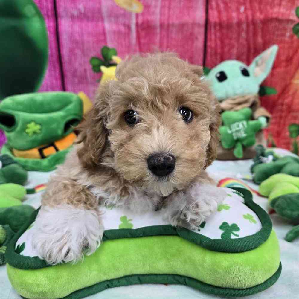 Male Bichonpoo Puppy for Sale in Virginia Beach, VA