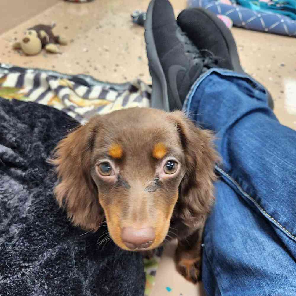 Female Dachshund Puppy for Sale in Virginia Beach, VA
