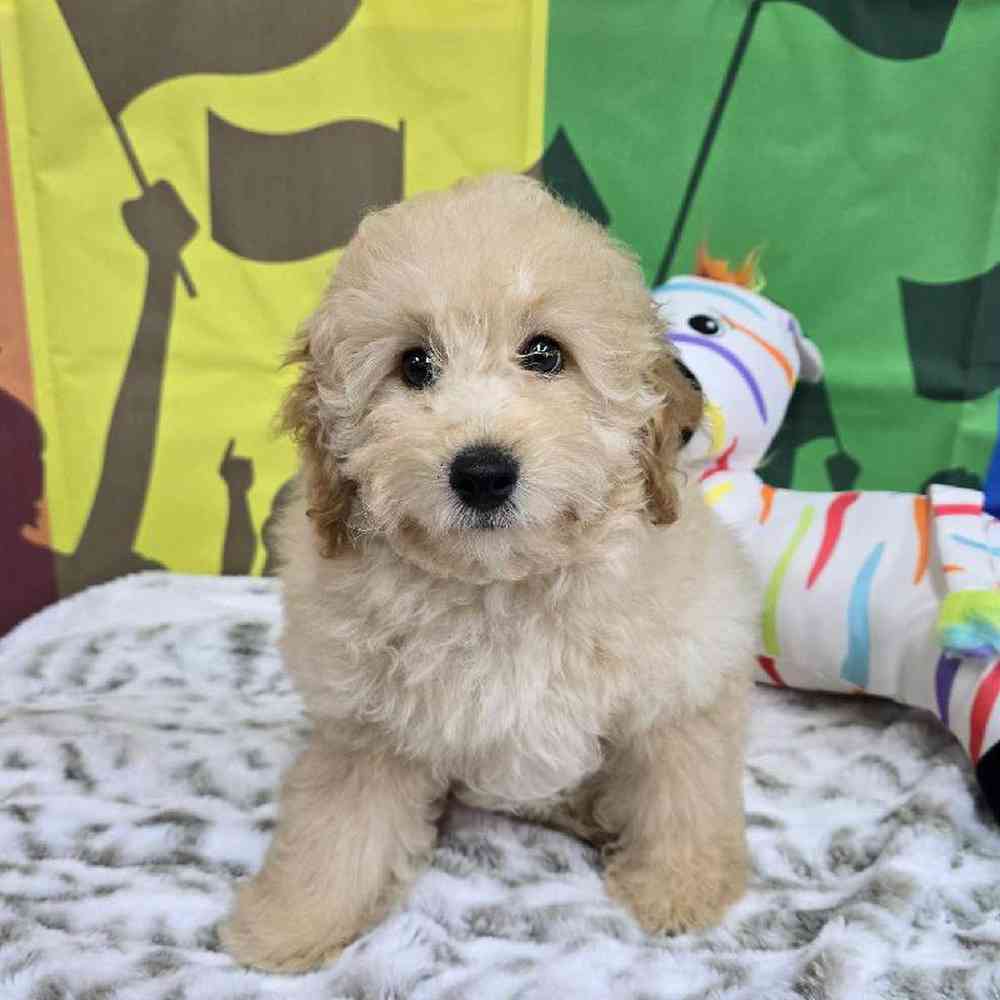 Male Mini Poodle Puppy for Sale in Virginia Beach, VA