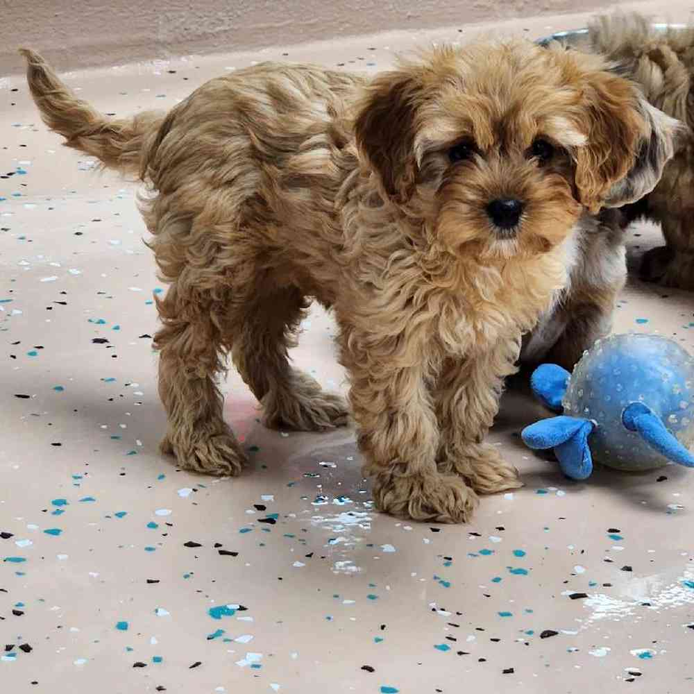 Female Cavapoo Puppy for Sale in Virginia Beach, VA