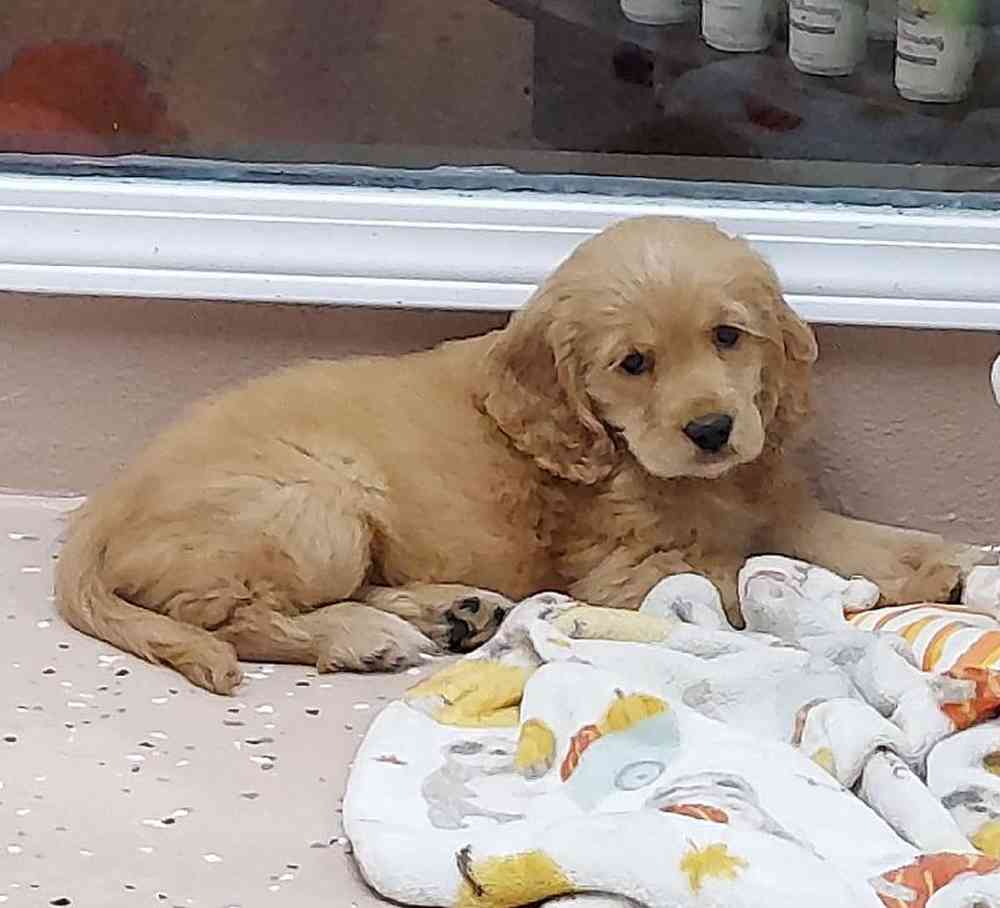 Female Comfort Retriever Puppy for sale