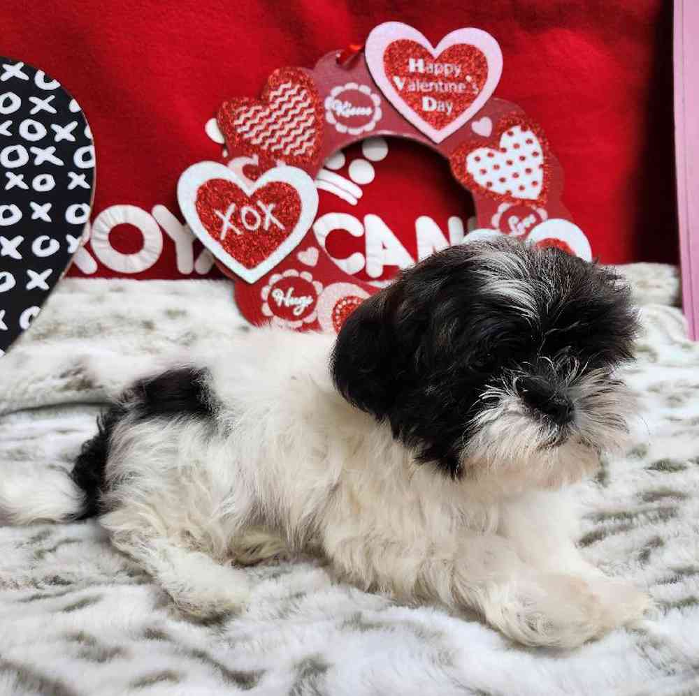 Male Shih Tzu Puppy for Sale in Virginia Beach, VA