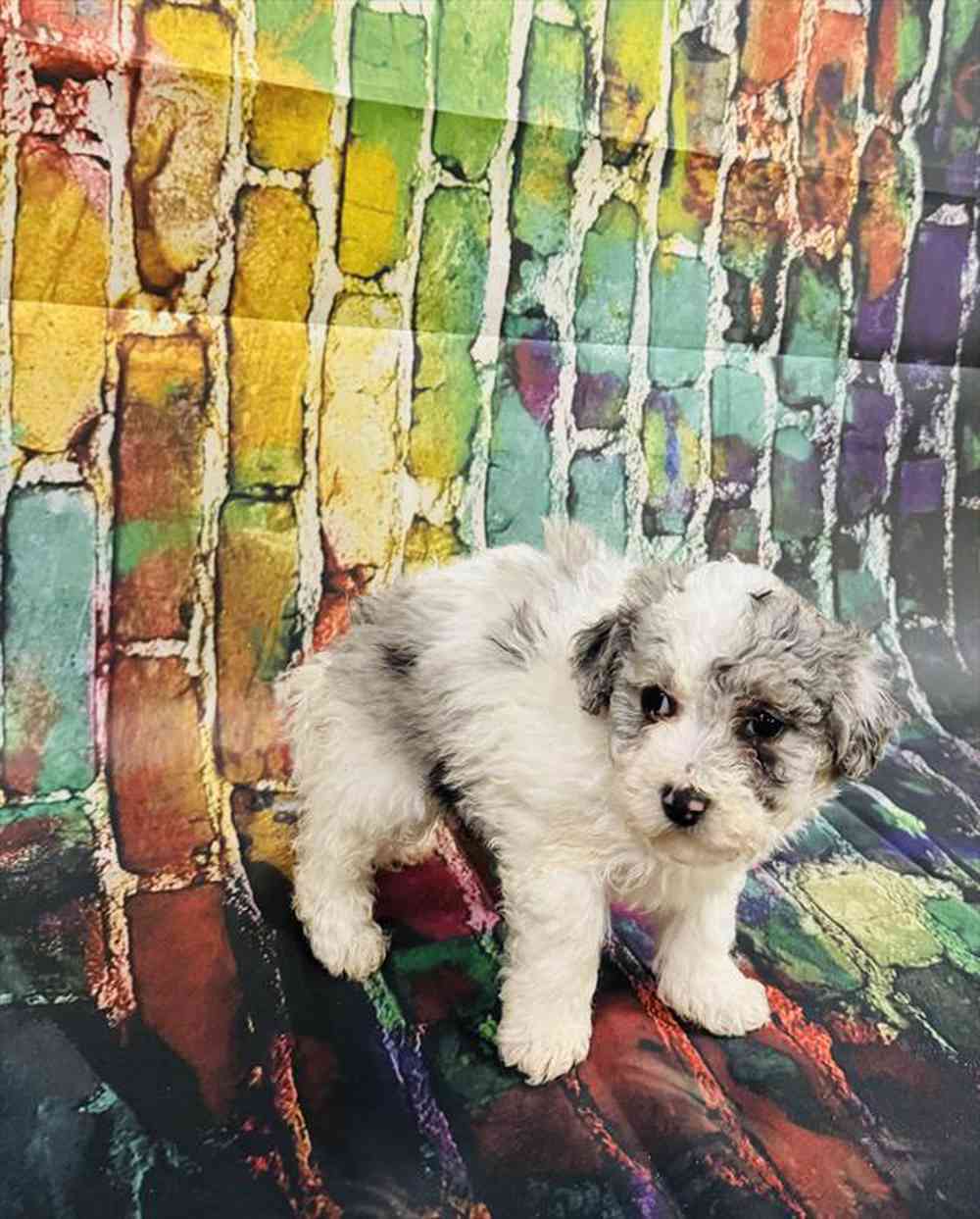carousel pet images