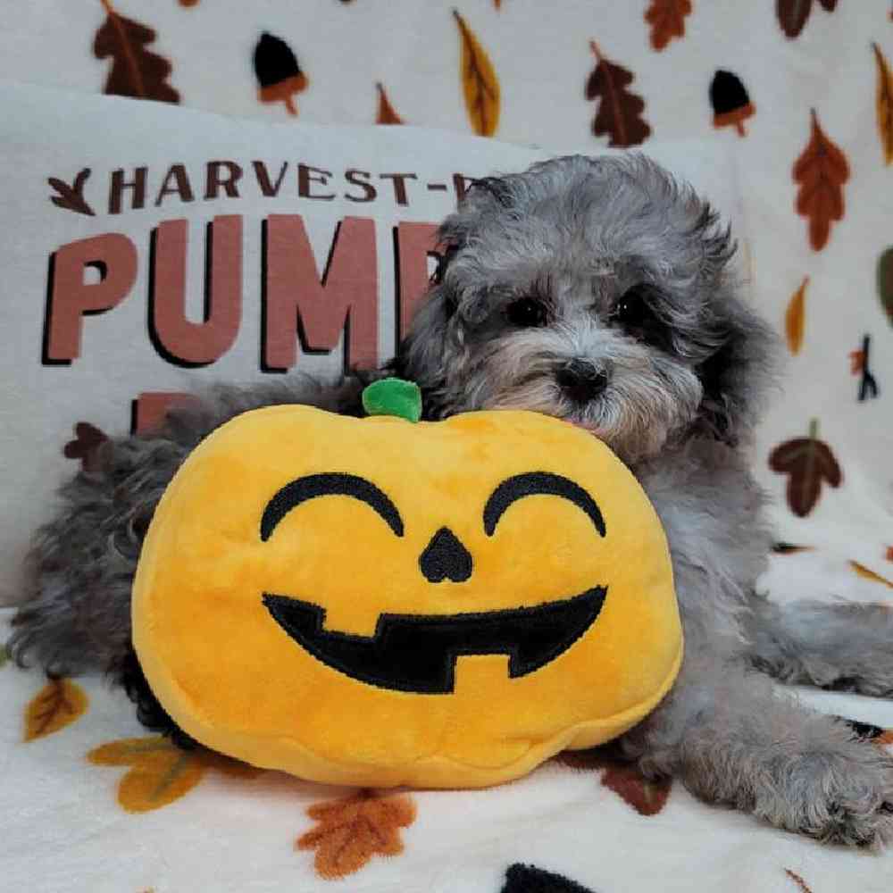 Female Maltipoo Puppy for sale