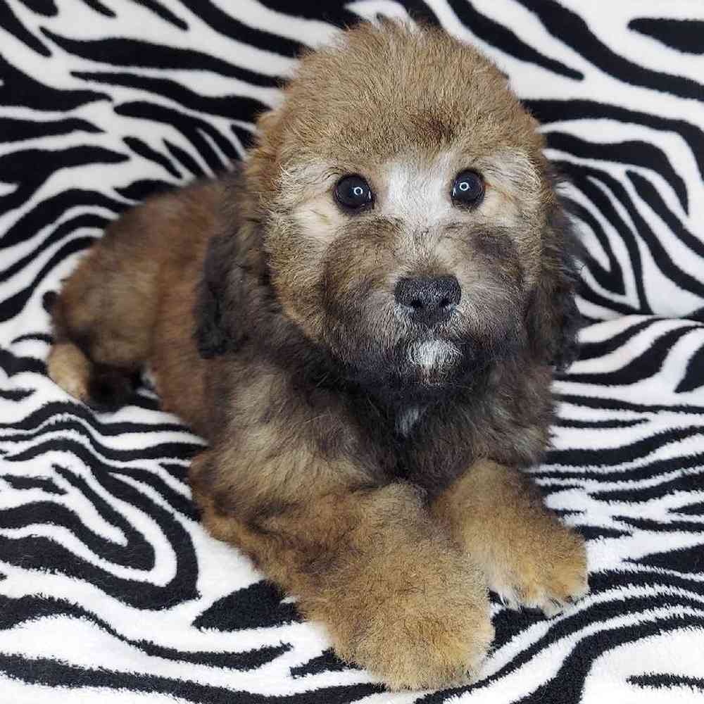 Female Mini Goldendoodle Puppy for sale