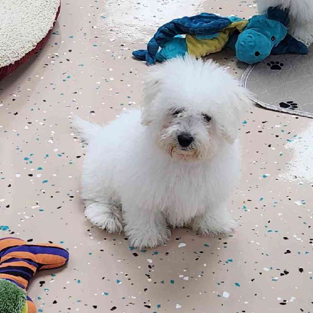 Male Bichon Puppy for Sale in Virginia Beach, VA