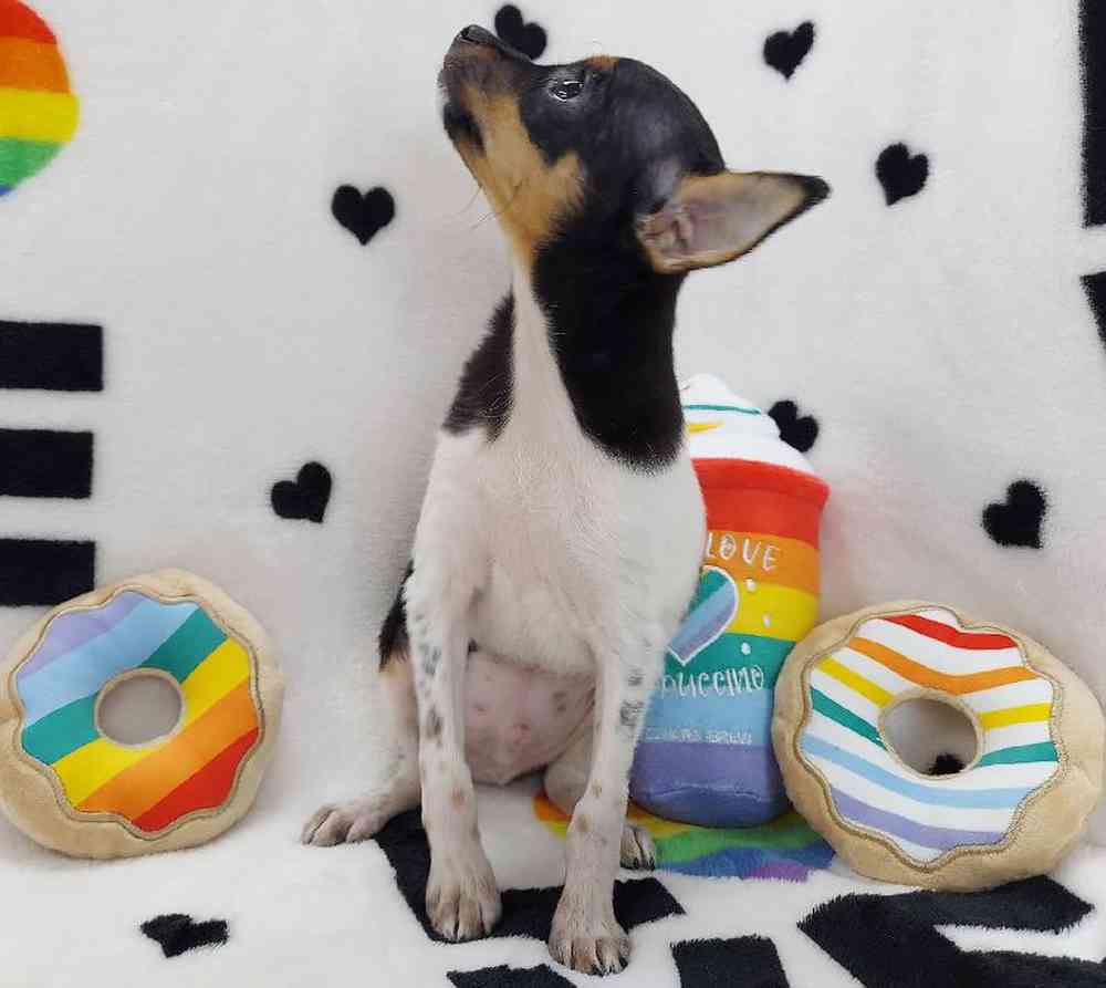 Male Rat Terrier Puppy for sale