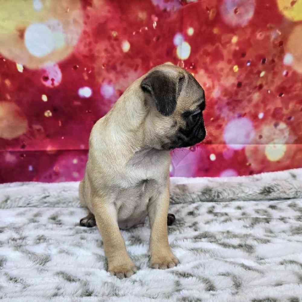 Female Pug Puppy for Sale in Virginia Beach, VA