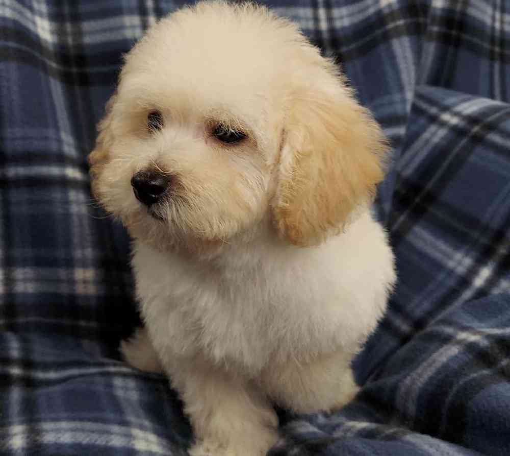 Male Poodle Toy Puppy for sale